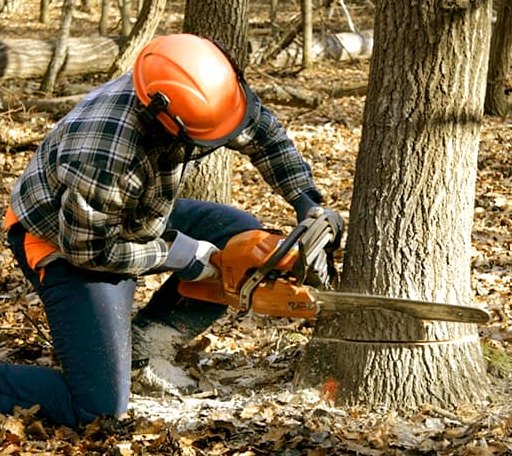 Tree Removal in Oakdale, IL